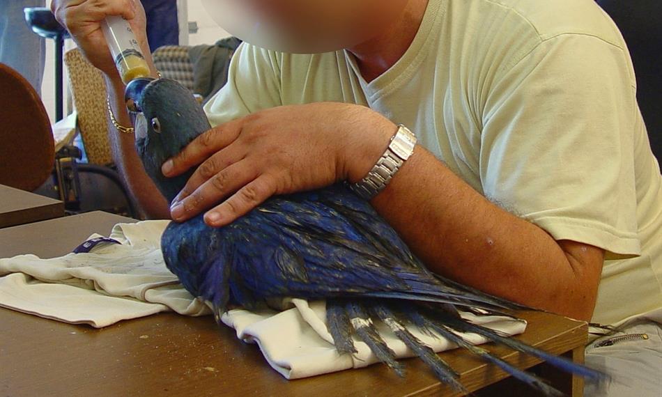 2010-10-12-1349papoušek 2-3.jpg